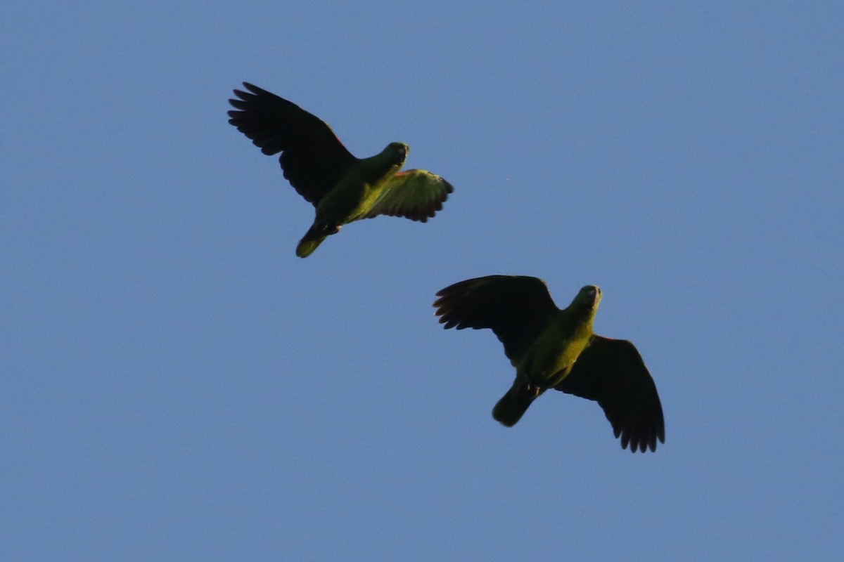 Yellow-naped Parrot - Charles Davies