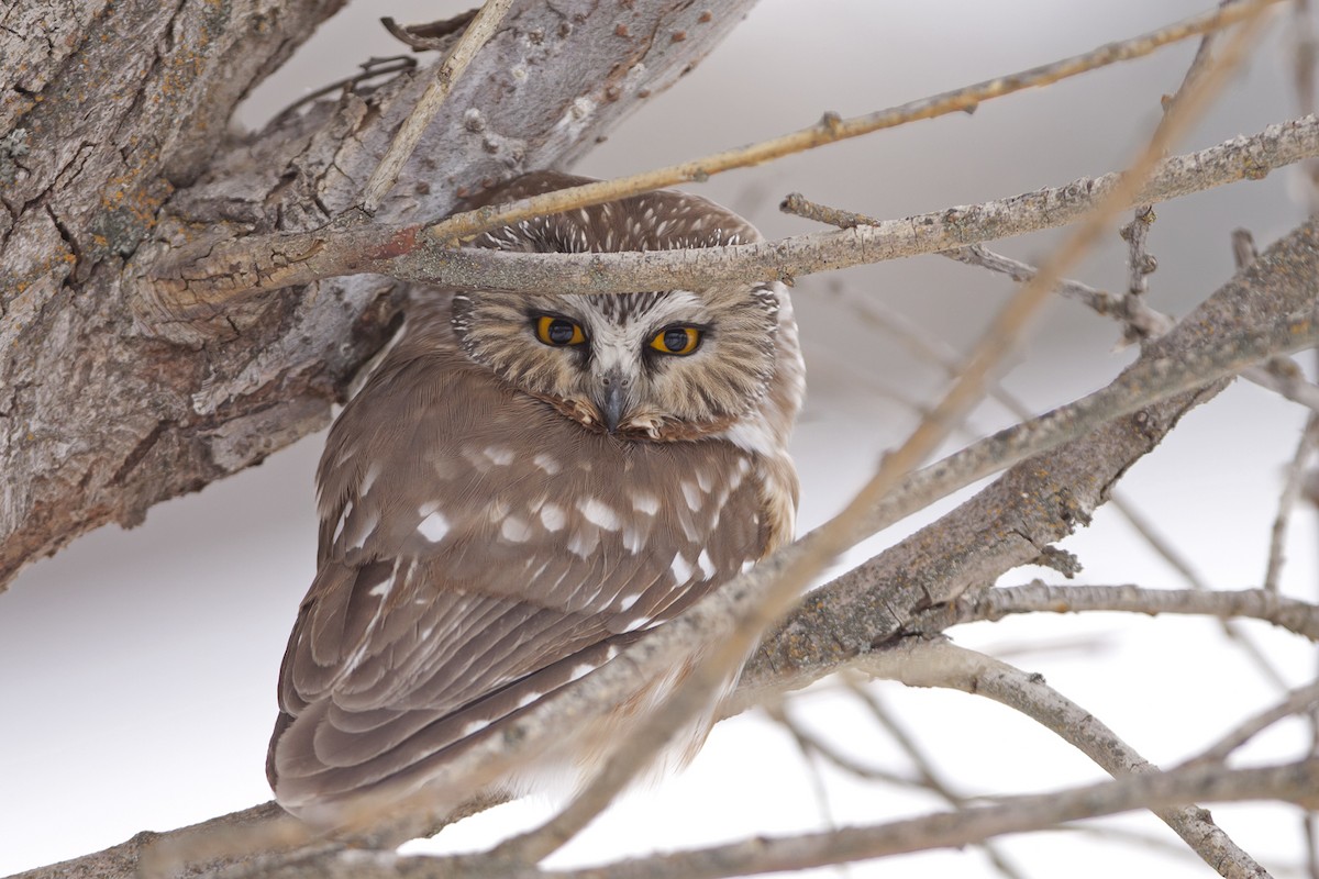 Northern Saw-whet Owl - Joshua Covill
