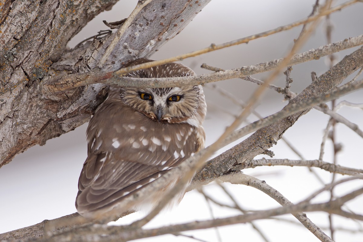Northern Saw-whet Owl - Joshua Covill