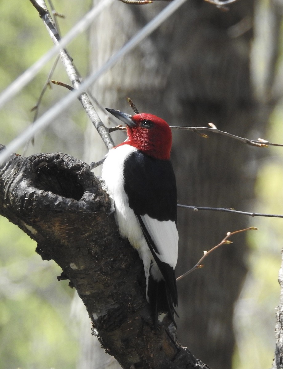Red-headed Woodpecker - ML441358591
