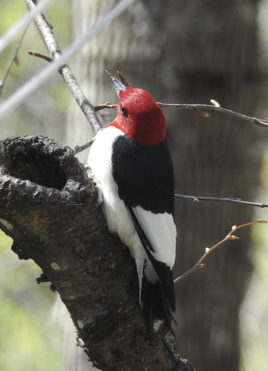 Red-headed Woodpecker - ML441358601