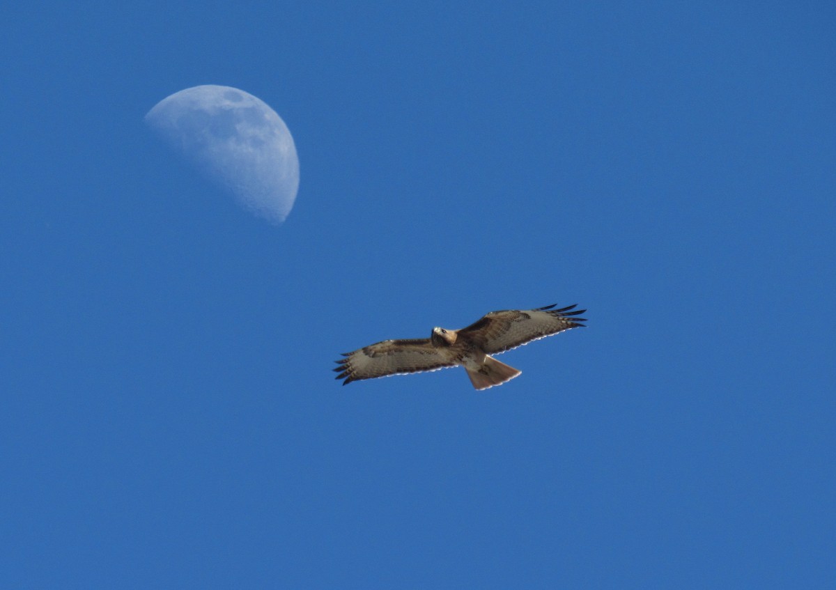 Red-tailed Hawk - ML441358641