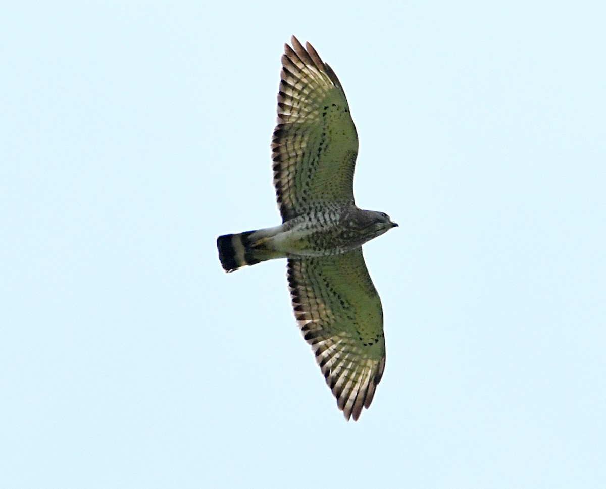 Broad-winged Hawk - ML441370301