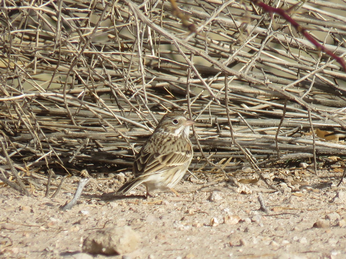 Vesper Sparrow - ML44137611