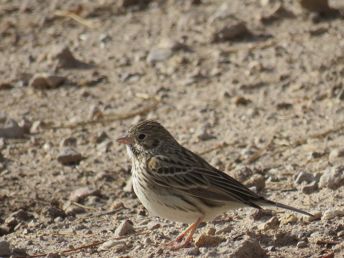 Vesper Sparrow - ML44137691