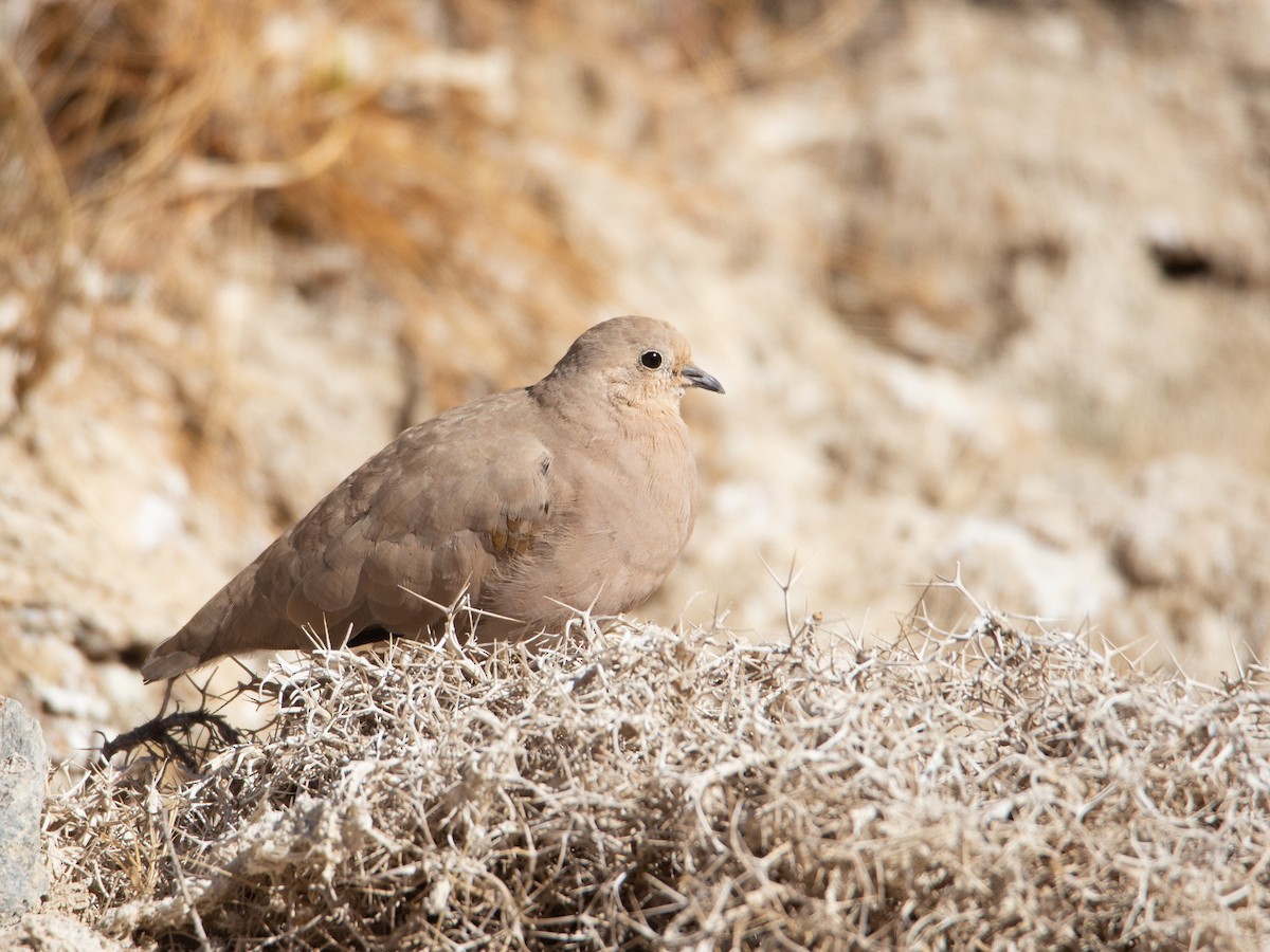 Golden-spotted Ground Dove - ML441378991