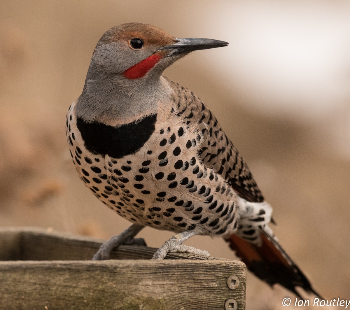 Northern Flicker (Red-shafted) - ML44138281