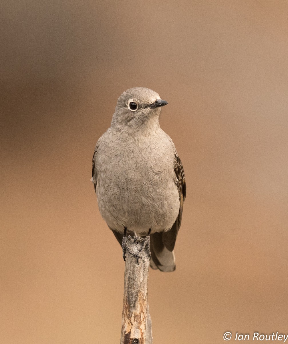 Townsend's Solitaire - Ian Routley