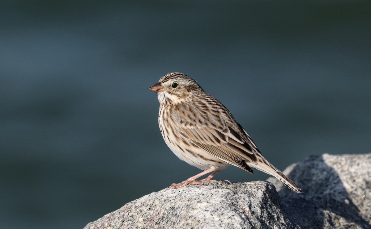 Savannah Sparrow (Ipswich) - ML441384471