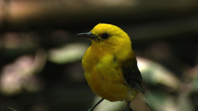 Prothonotary Warbler - ML441394