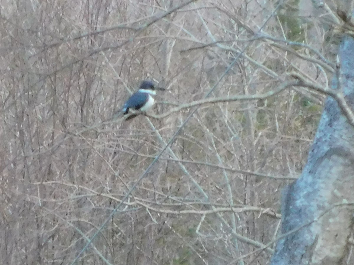 Belted Kingfisher - ML441397061