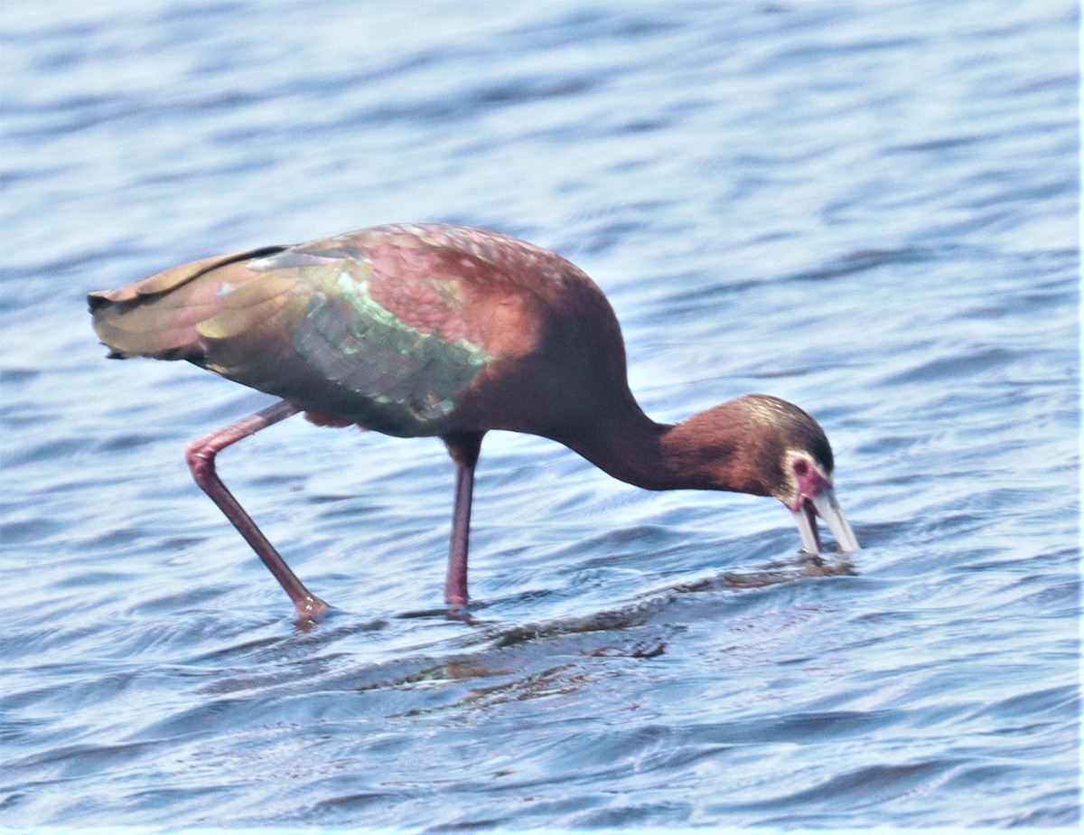 White-faced Ibis - Michael Brothers