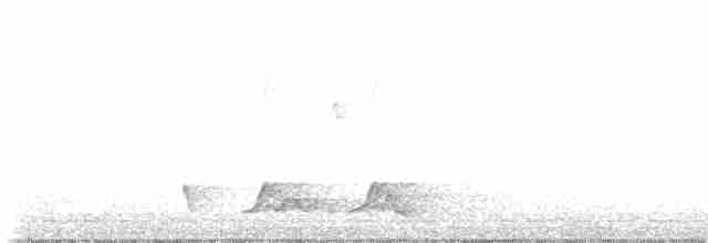 Carolinanachtschwalbe - ML441404351