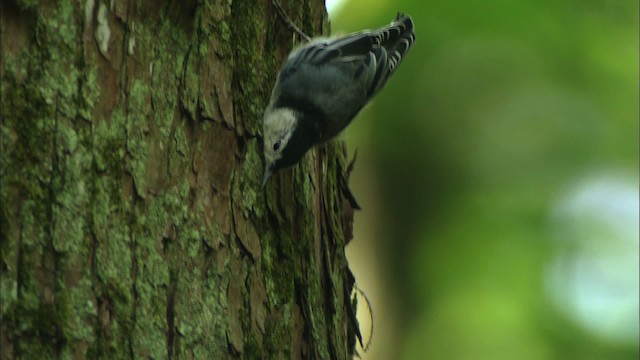 White-breasted Nuthatch - ML441407