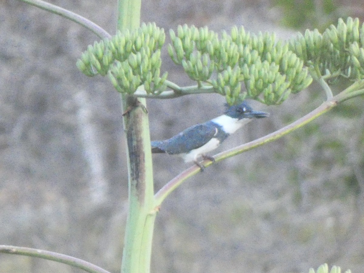 Belted Kingfisher - ML441407031
