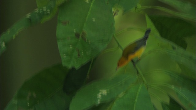 Prothonotary Warbler - ML441408
