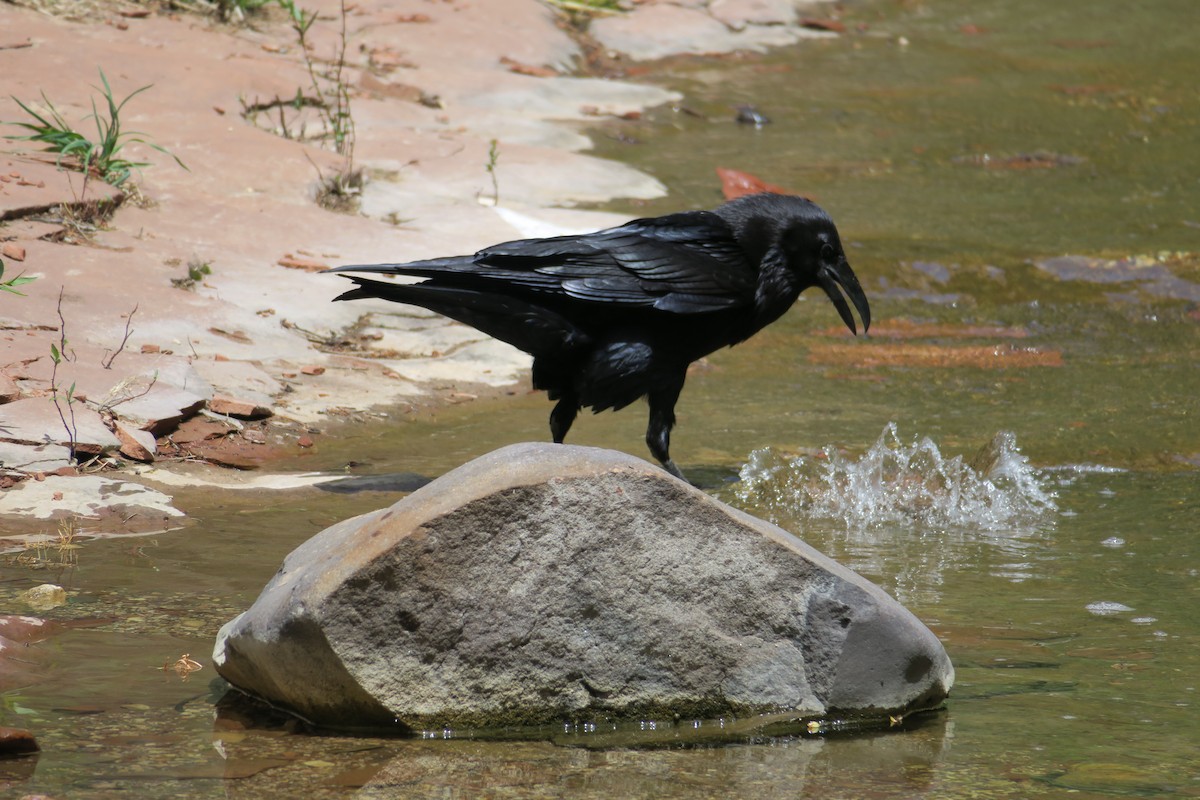 Common Raven - ML441408191