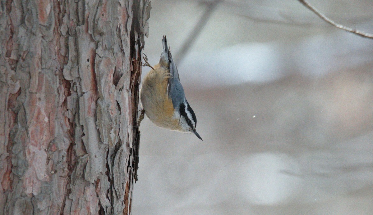 Red-breasted Nuthatch - ML441411371