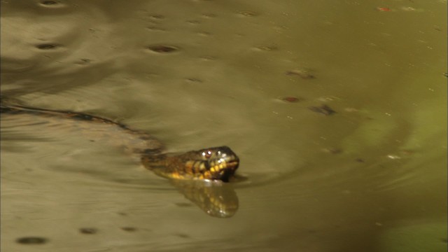 Diamondback Water Snake - ML441413