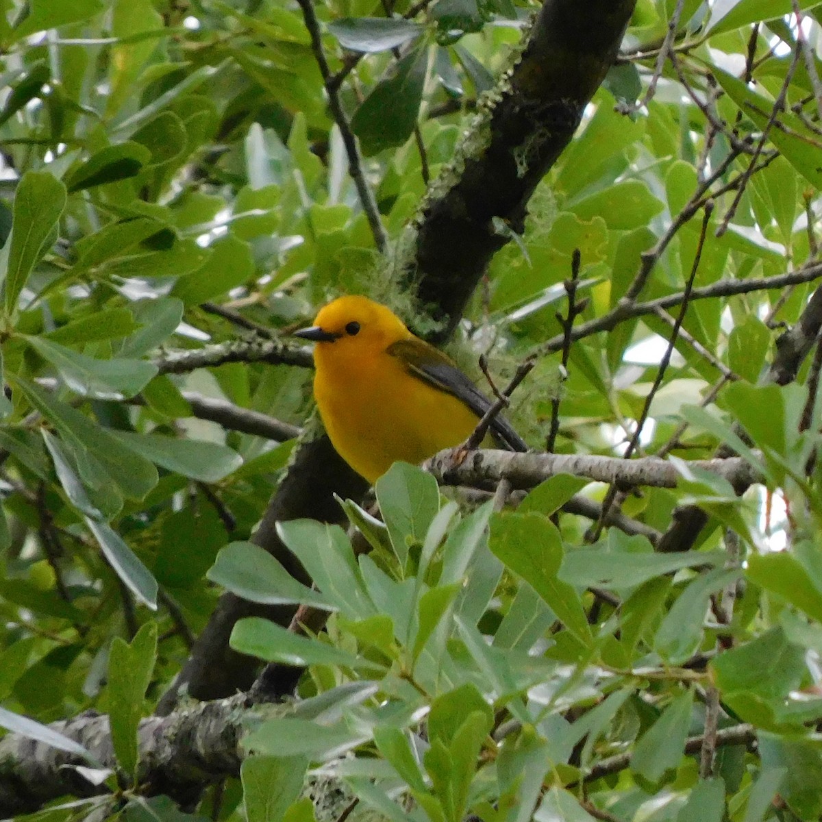 Prothonotary Warbler - ML441413581