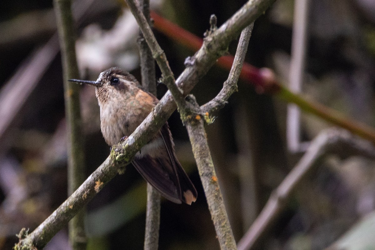 Speckled Hummingbird - ML441414201