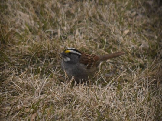 White-throated Sparrow - ML441414631