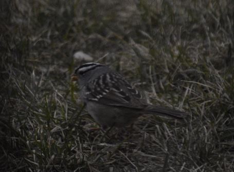 White-crowned Sparrow - ML441415021
