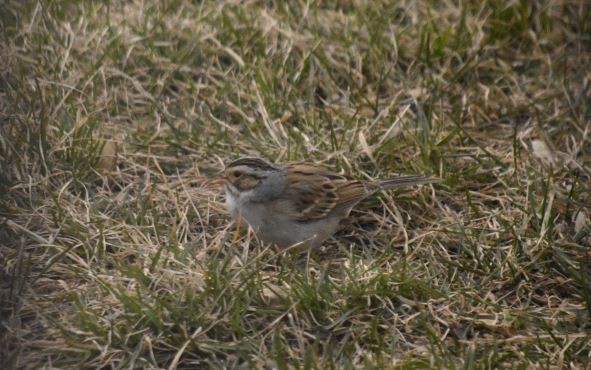 Clay-colored Sparrow - ML441415971