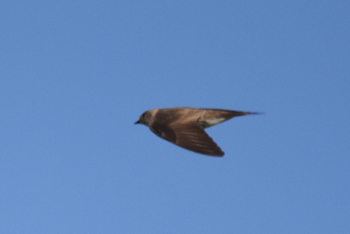 Northern Rough-winged Swallow - ML441416801