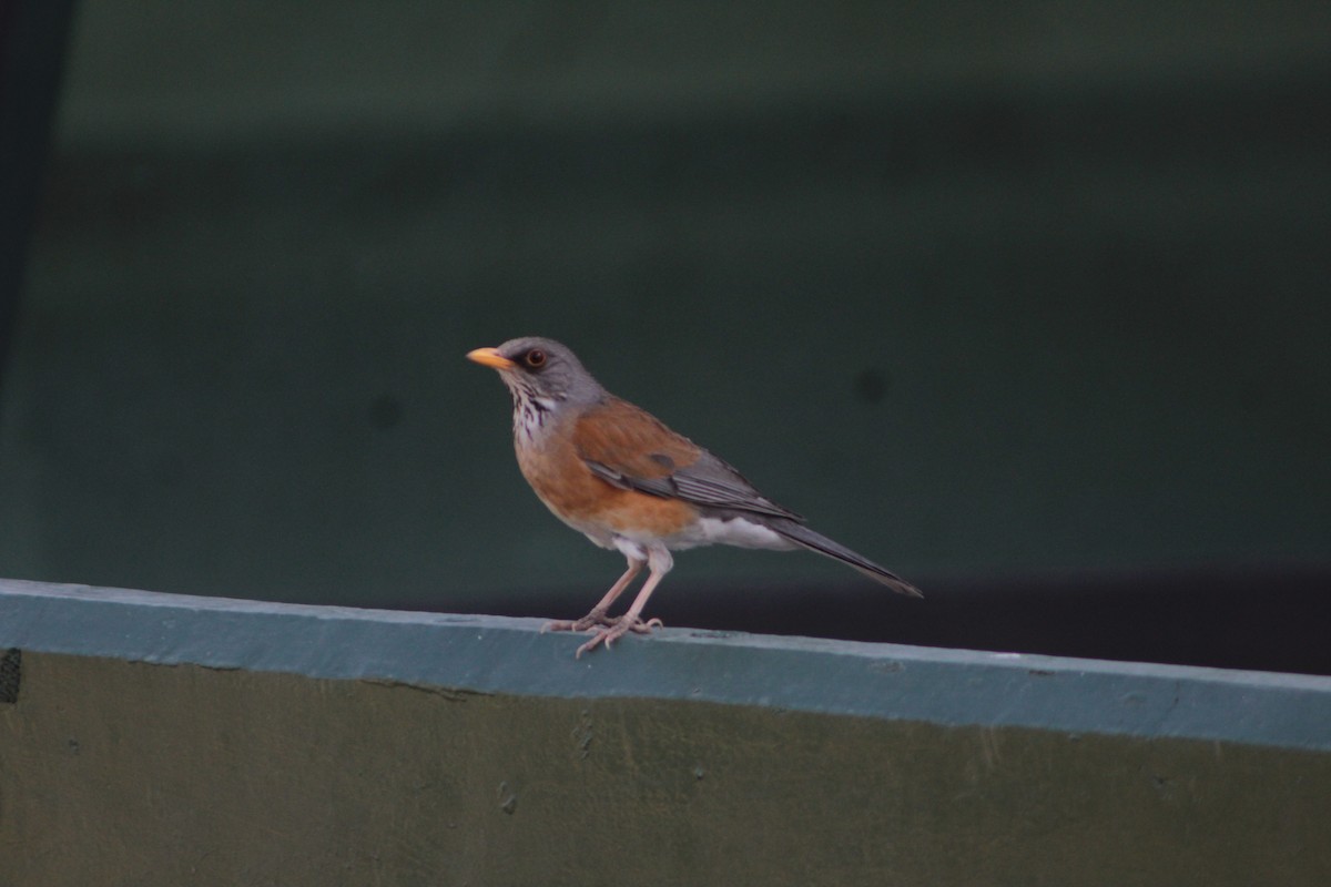 Rufous-backed Robin - Giselle Gayosso
