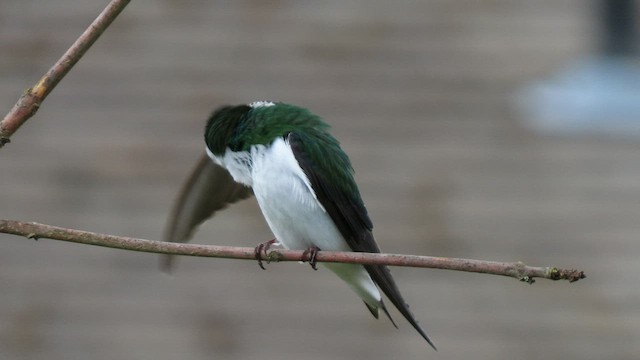 Violet-green Swallow - ML441436751