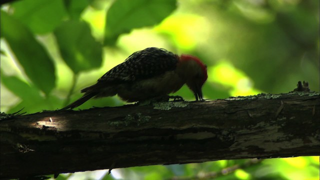 Red-bellied Woodpecker - ML441439