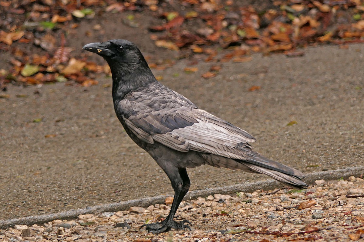 American Crow - ML44144161