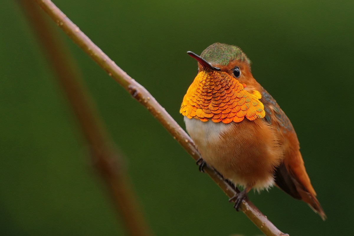 Allen's Hummingbird - Robert Hamilton