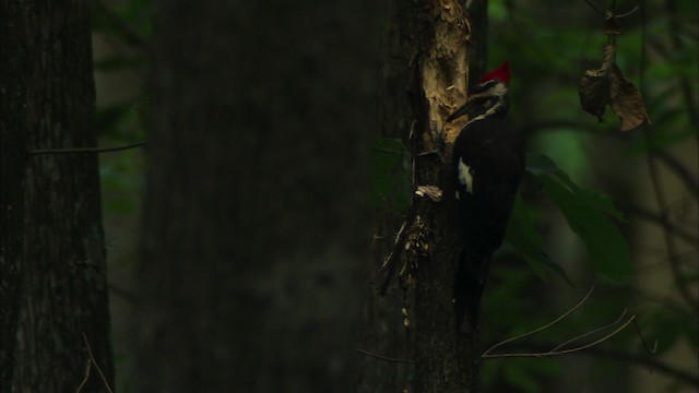 Pileated Woodpecker - ML441443