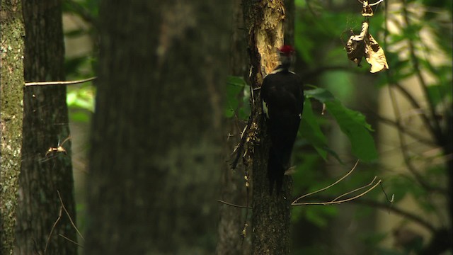 Pileated Woodpecker - ML441444