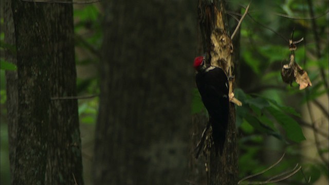 Pileated Woodpecker - ML441446