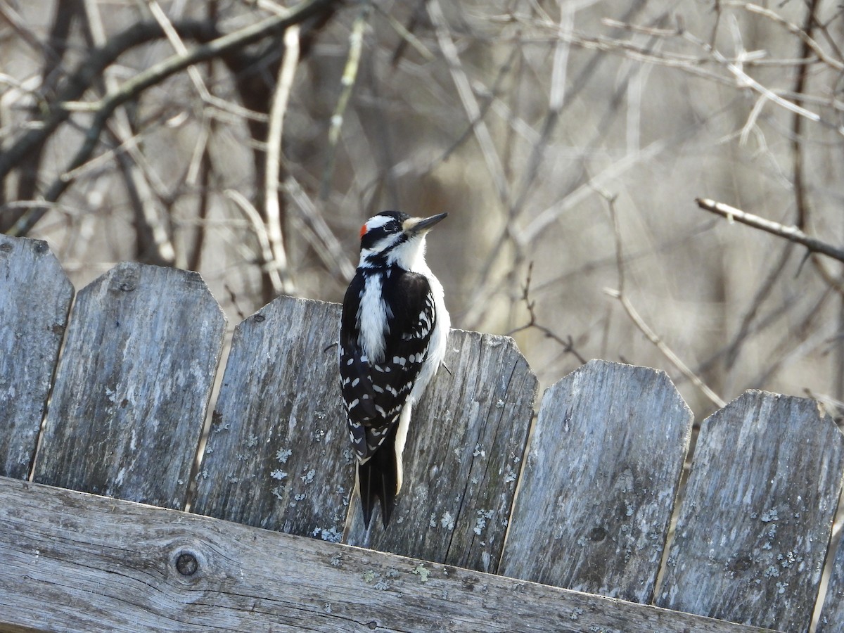 Hairy Woodpecker - ML441448541