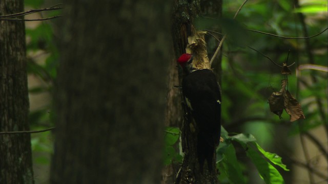 Pileated Woodpecker - ML441449