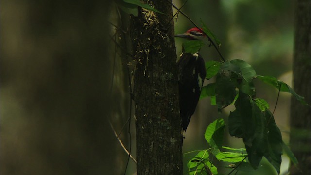Pileated Woodpecker - ML441462