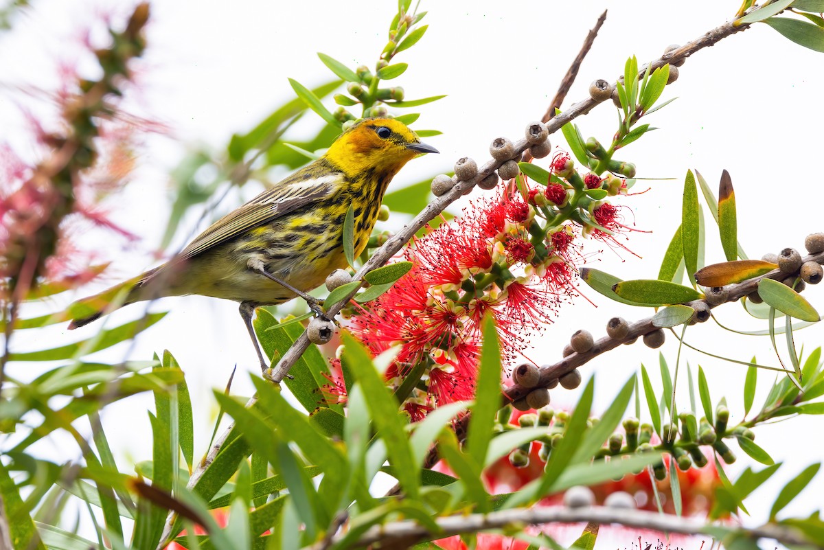 Cape May Warbler - Connor Cochrane