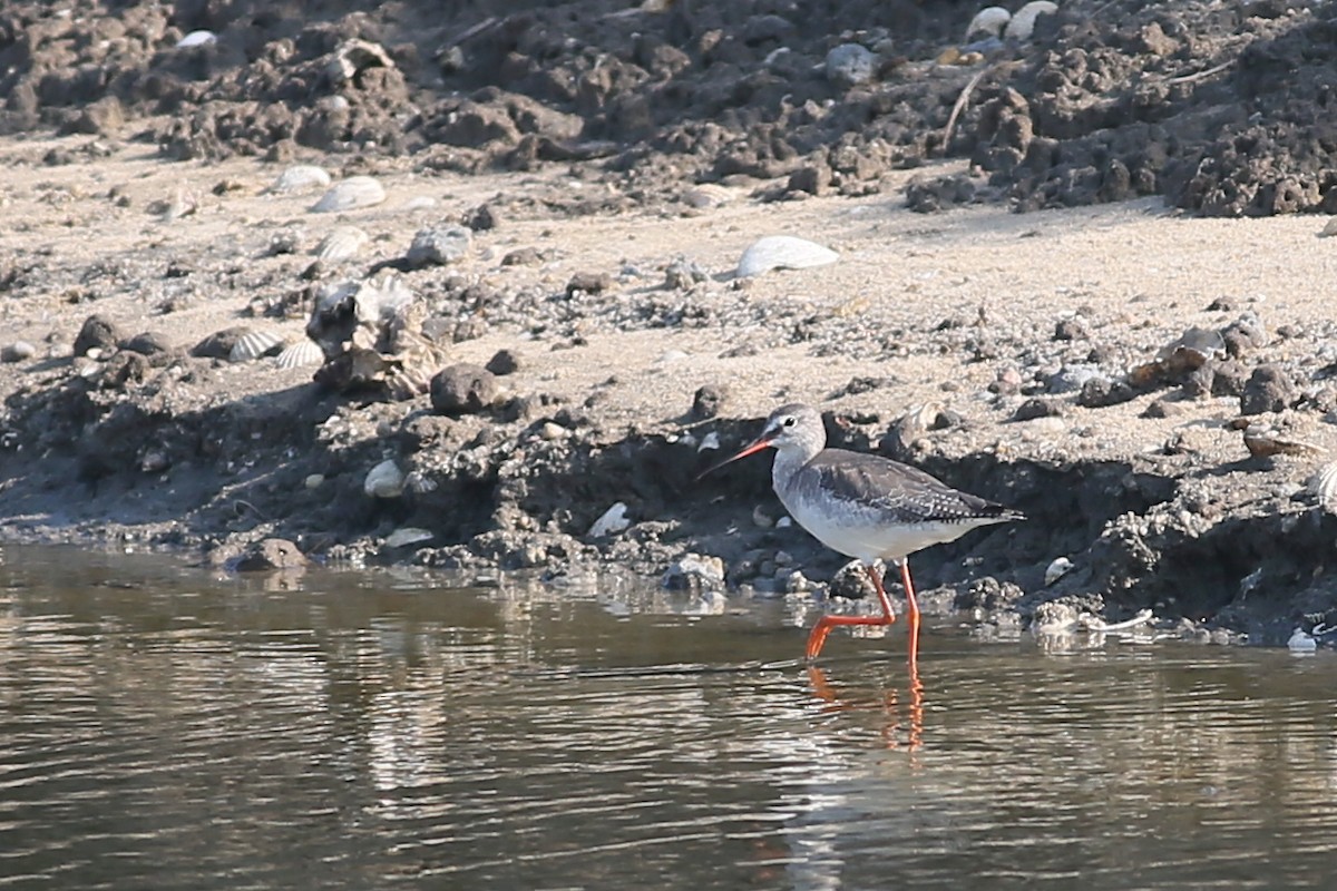 Spotted Redshank - Ting-Wei (廷維) HUNG (洪)
