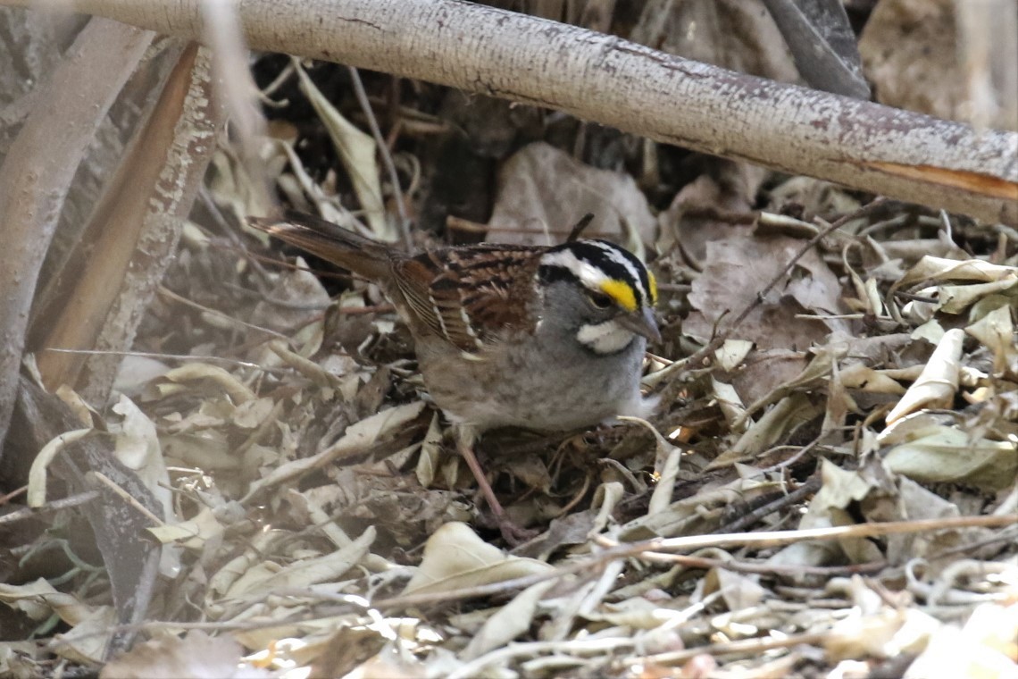 White-throated Sparrow - 🦉Max Malmquist🦉