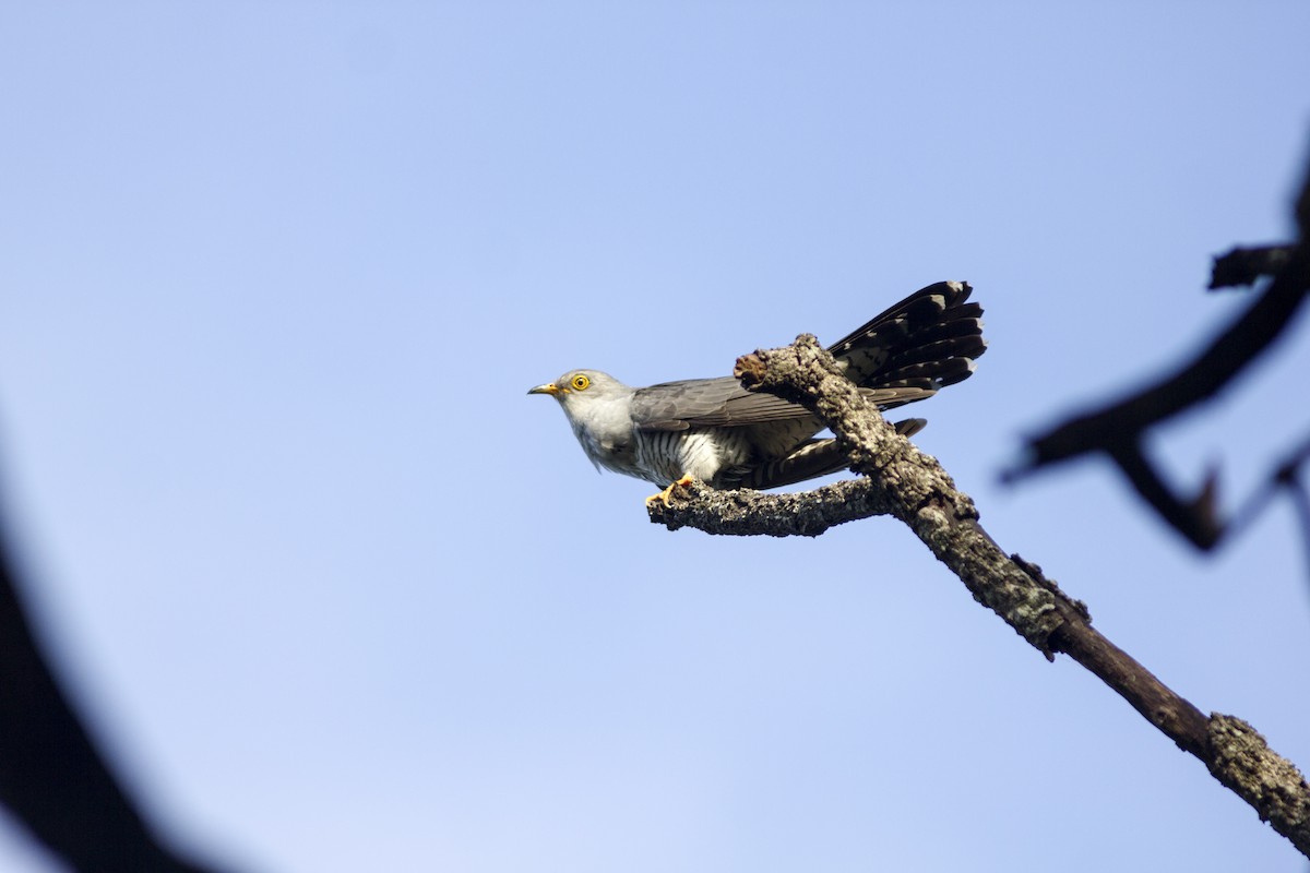 Common Cuckoo - ML441473711