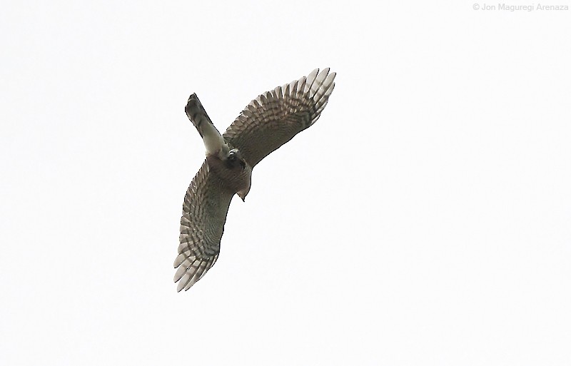 Eurasian Sparrowhawk - ML441474591