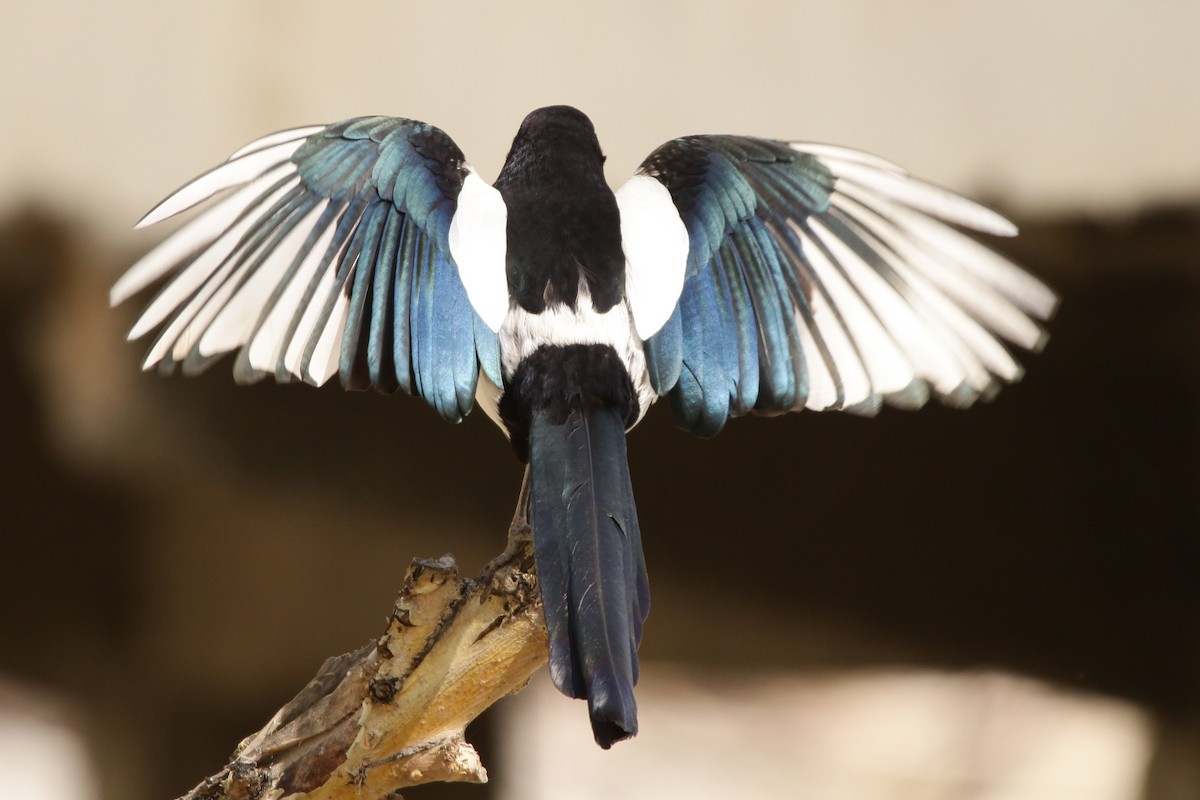 Eurasian Magpie - Padma Gyalpo