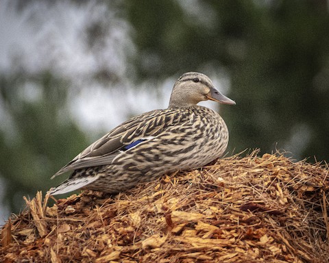 Mallard - James Kendall