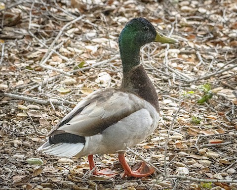 Mallard - James Kendall