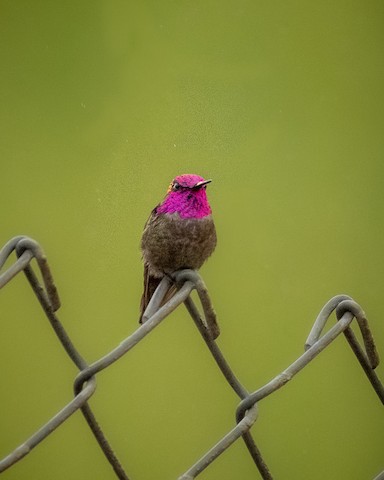 Anna's Hummingbird - James Kendall