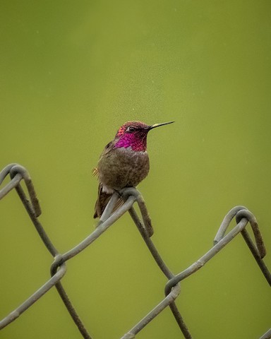 Anna's Hummingbird - James Kendall